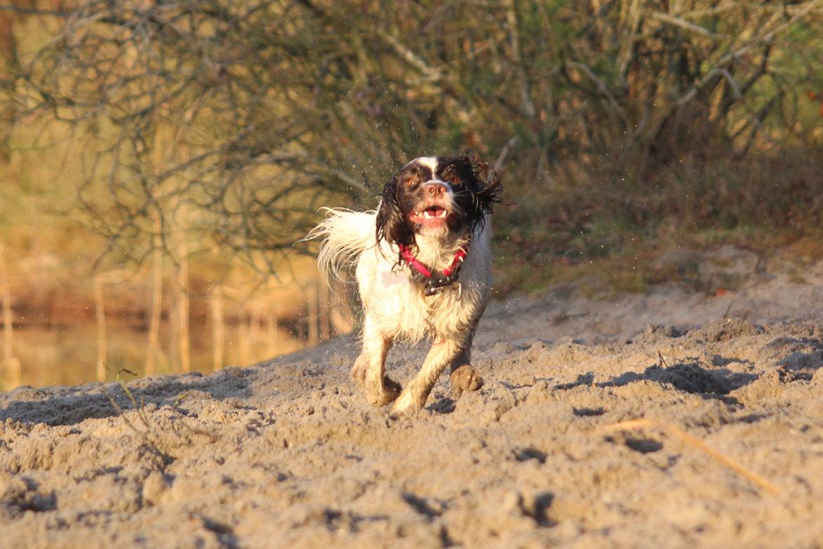 Field Trial Springer Spaniel Wilma billede 7