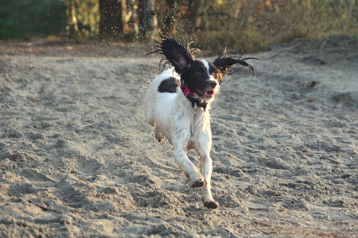 Field Trial Springer Spaniel Wilma billede 8