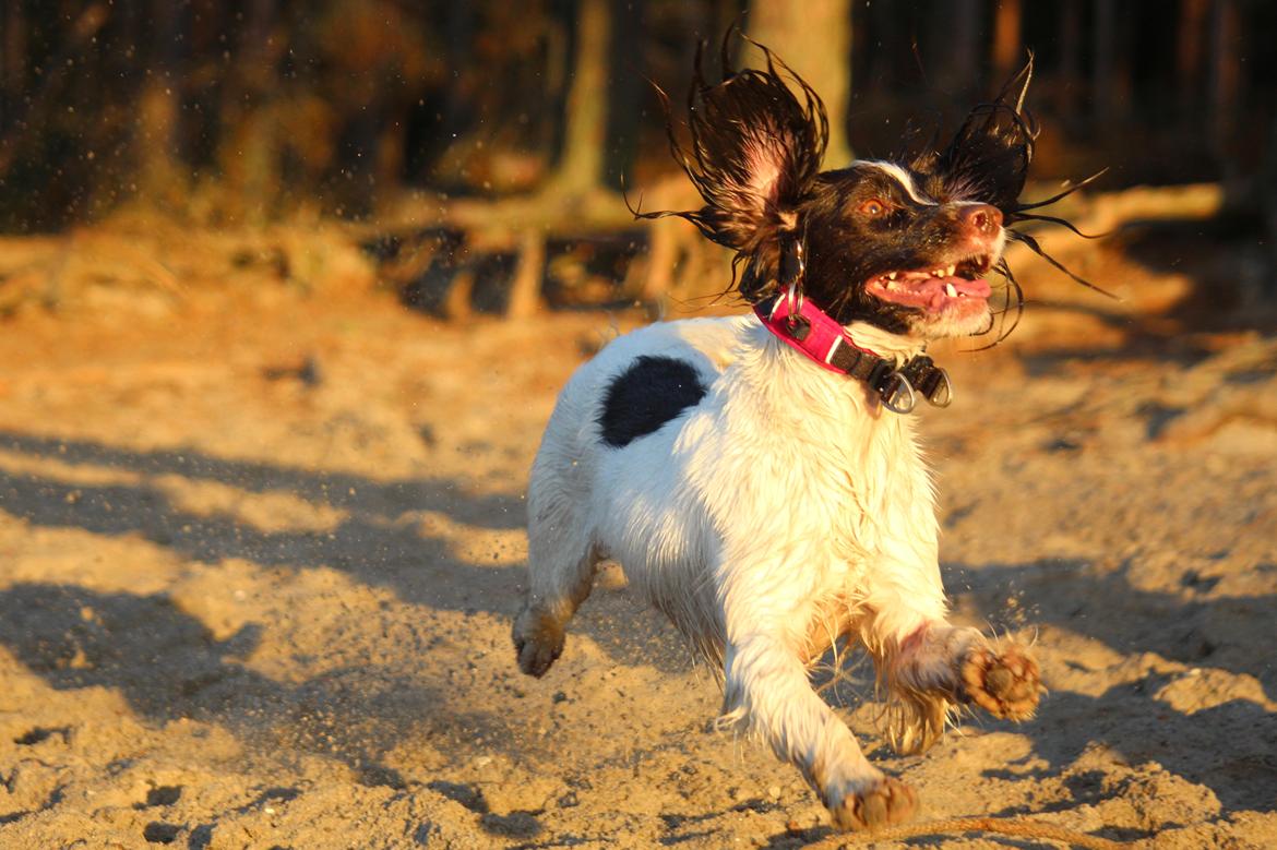 Field Trial Springer Spaniel Wilma billede 9