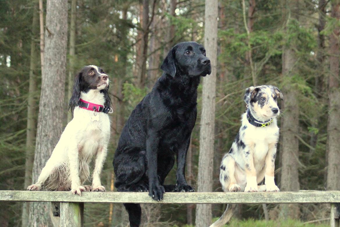 Field Trial Springer Spaniel Wilma billede 10