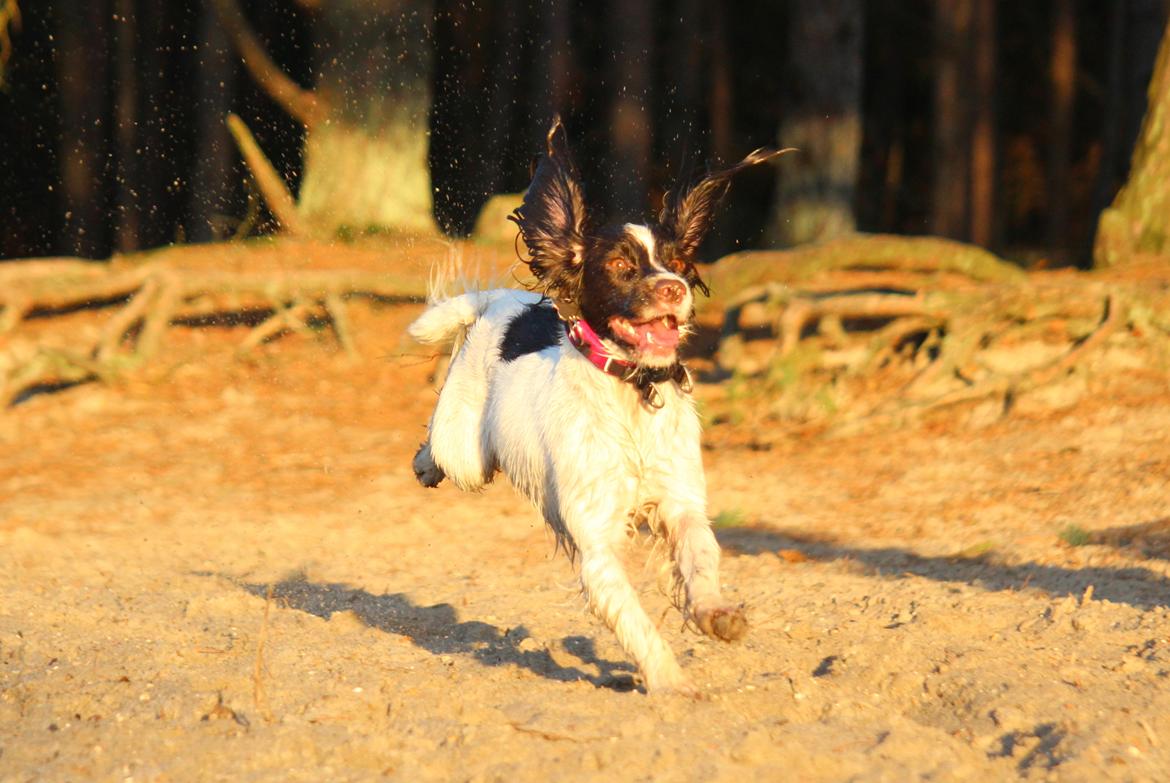 Field Trial Springer Spaniel Wilma billede 5
