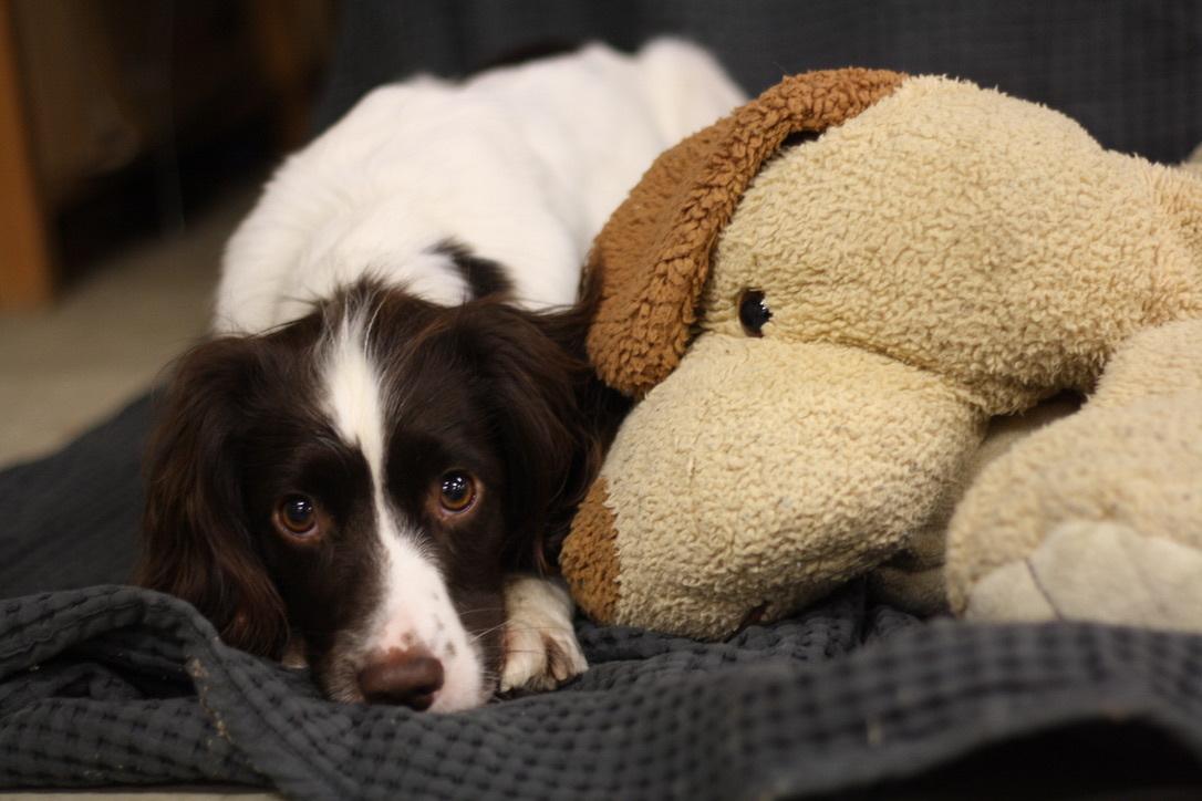 Field Trial Springer Spaniel Wilma billede 11