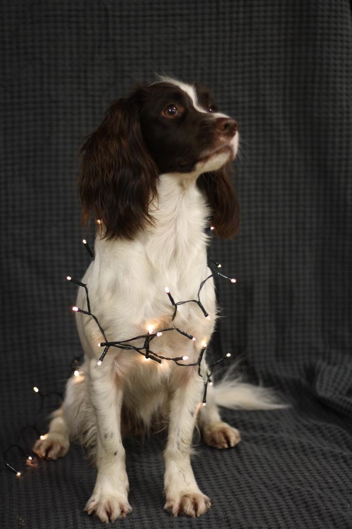 Field Trial Springer Spaniel Wilma billede 13