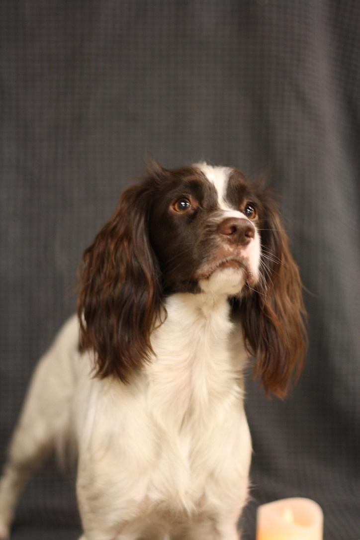 Field Trial Springer Spaniel Wilma billede 14