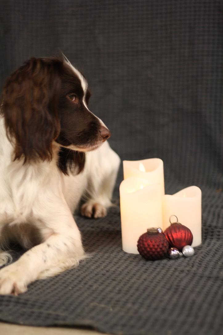 Field Trial Springer Spaniel Wilma billede 15