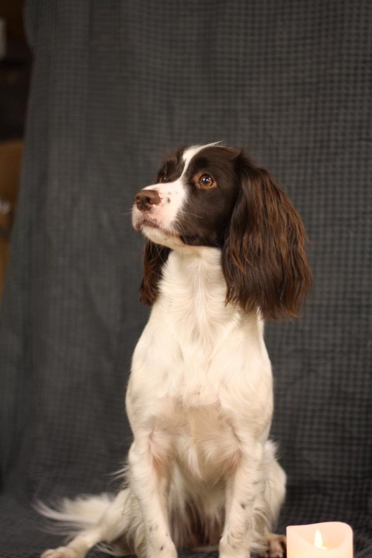 Field Trial Springer Spaniel Wilma billede 16