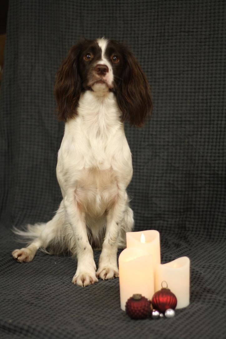 Field Trial Springer Spaniel Wilma billede 17