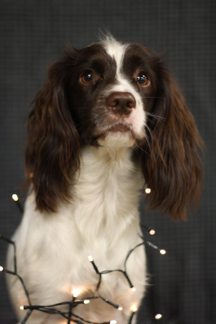 Field Trial Springer Spaniel Wilma billede 12