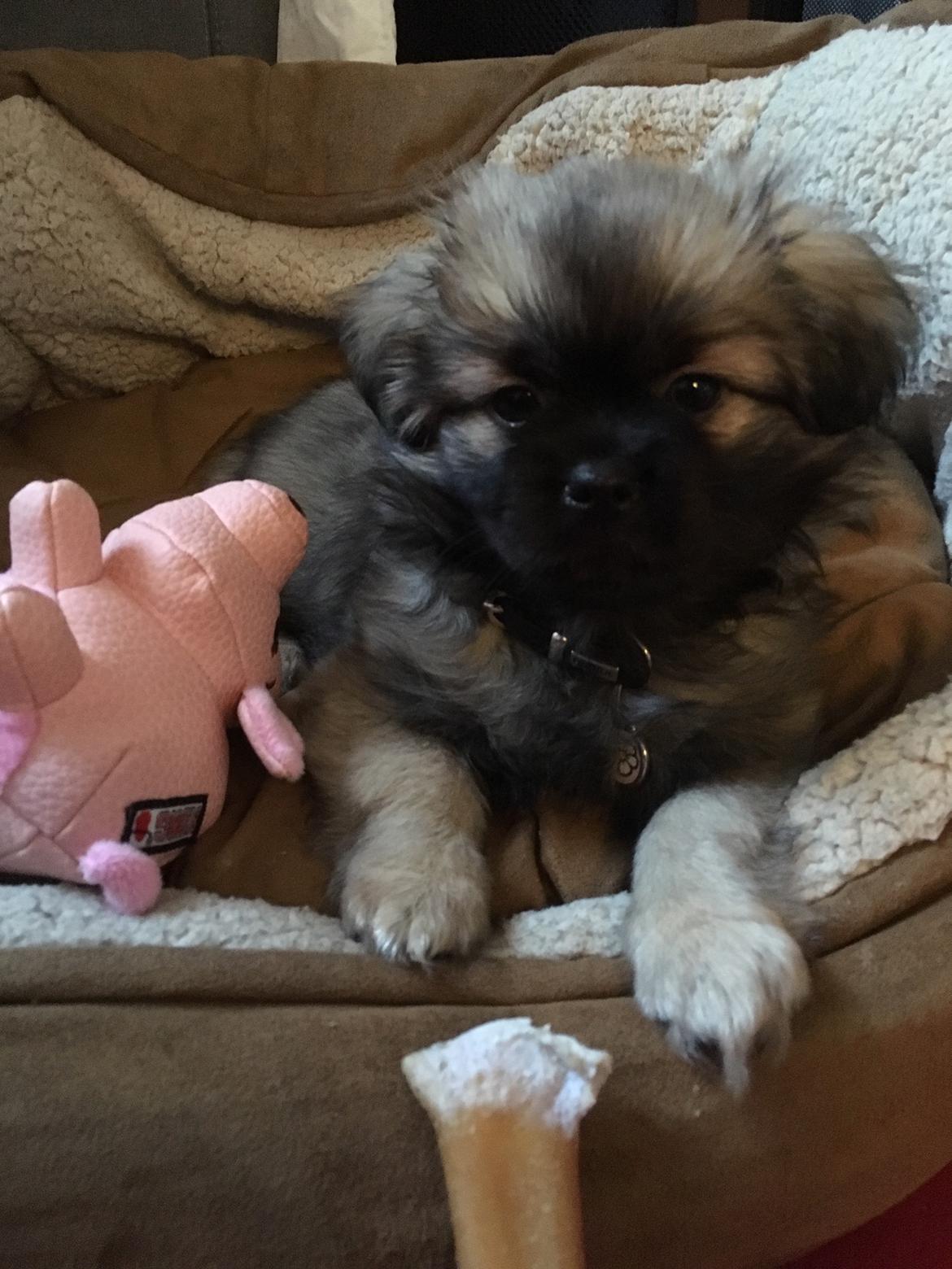 Tibetansk spaniel Dharma - 10 uger. billede 9