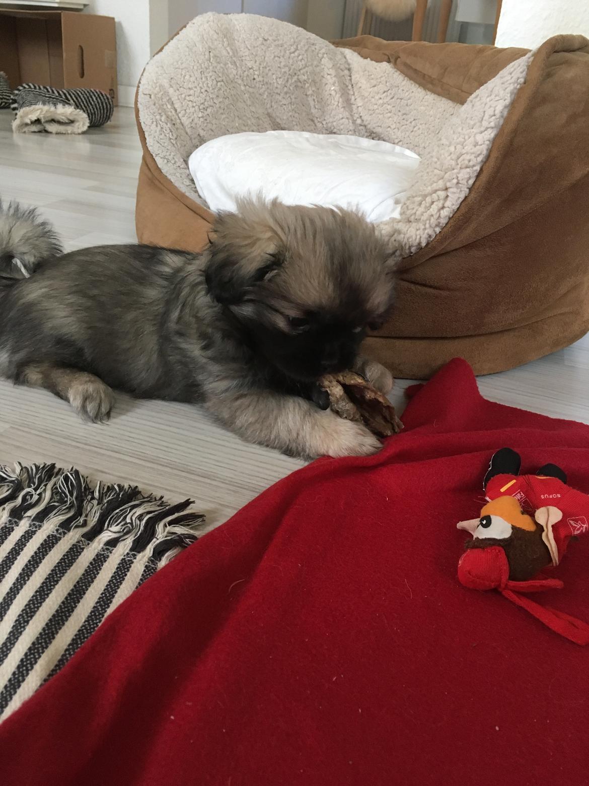 Tibetansk spaniel Dharma - 8 uger. billede 21