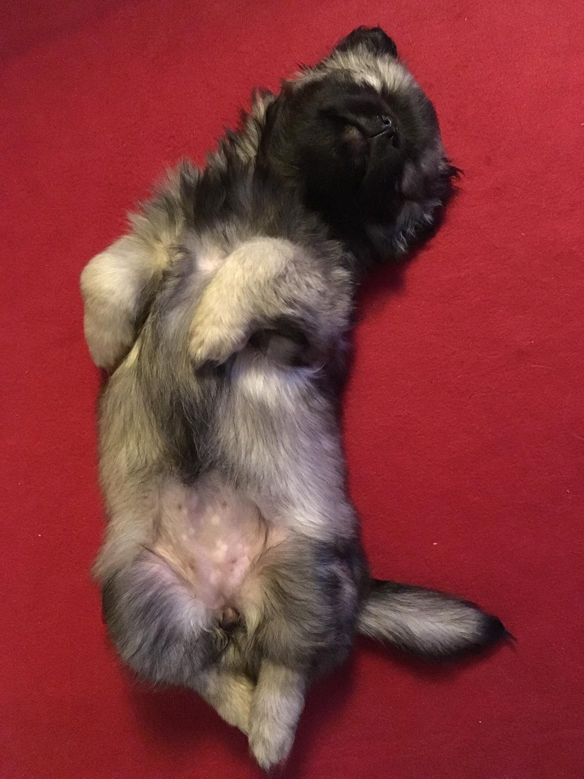 Tibetansk spaniel Dharma - 8 uger. billede 20