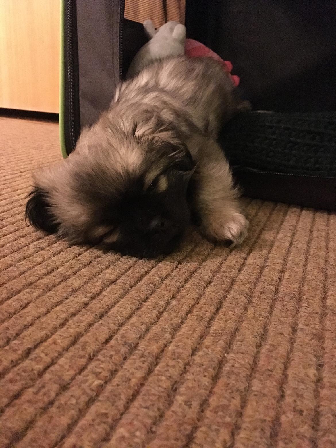 Tibetansk spaniel Dharma - 8 uger. billede 22