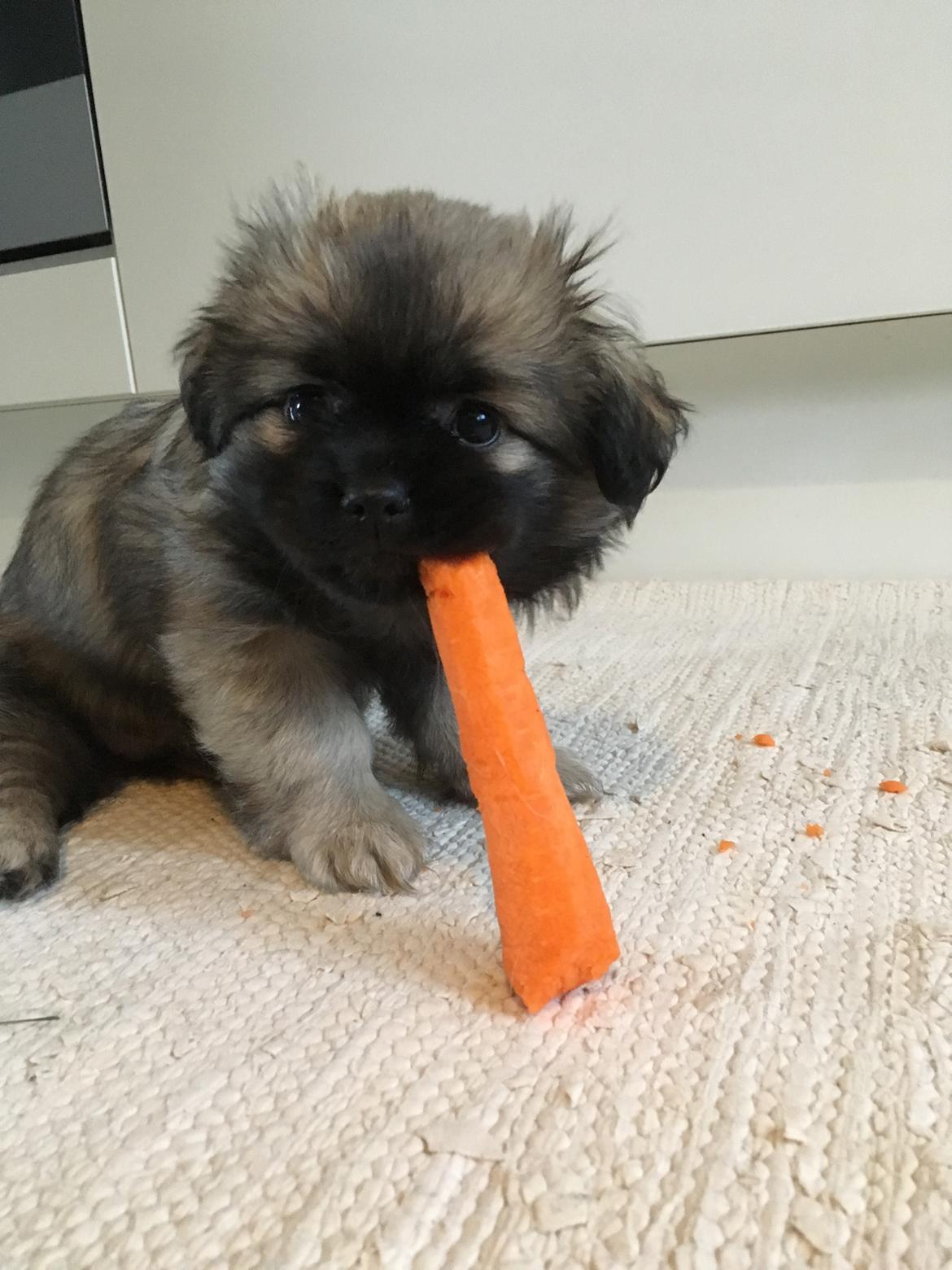 Tibetansk spaniel Dharma billede 16