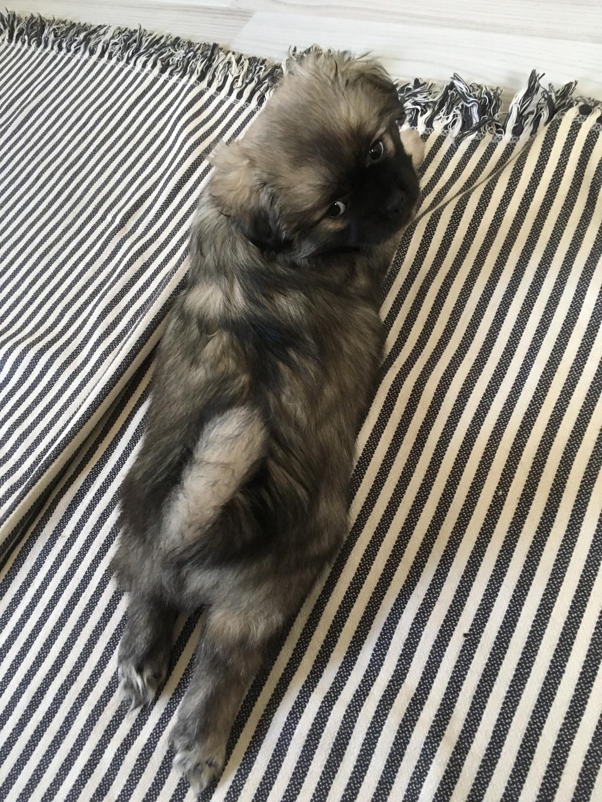 Tibetansk spaniel Dharma billede 19