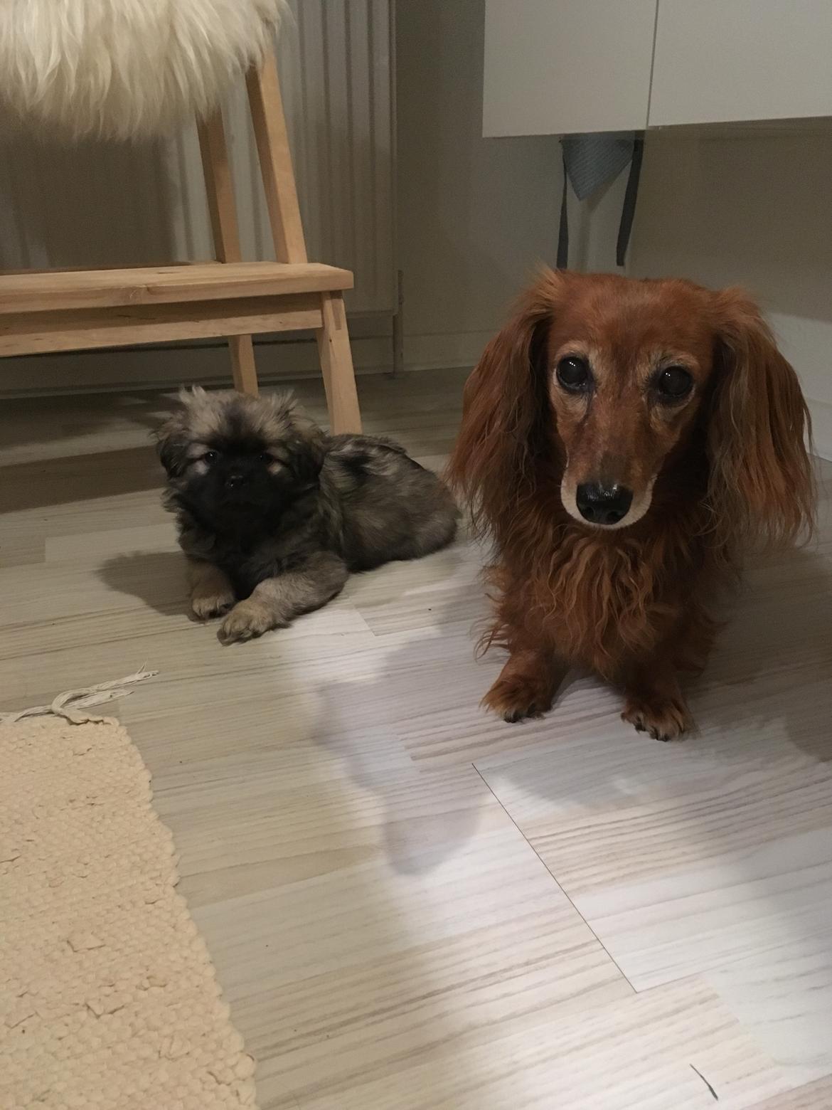 Tibetansk spaniel Dharma - Sammen med "storesøster" Diva. billede 17