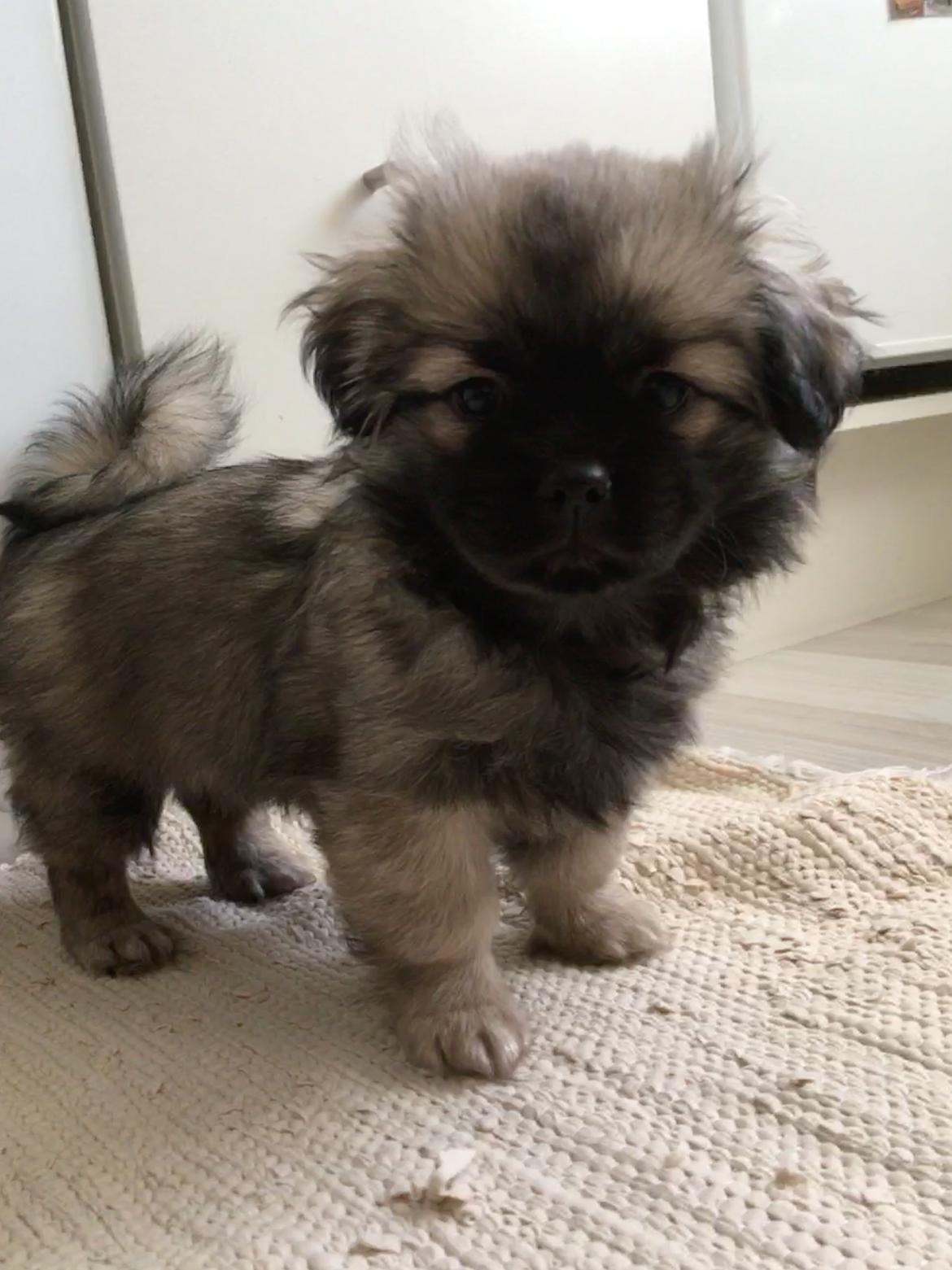 Tibetansk spaniel Dharma - 10 uger. billede 8