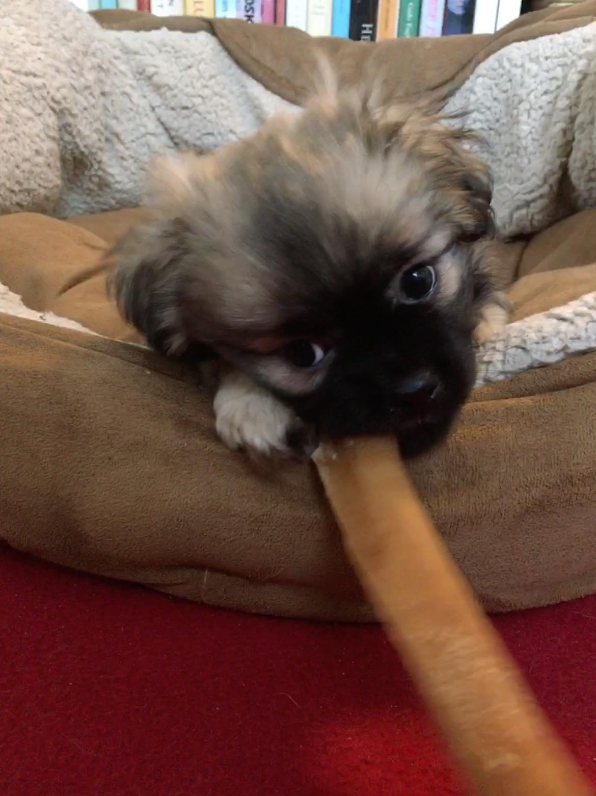 Tibetansk spaniel Dharma - 8 uger. billede 23