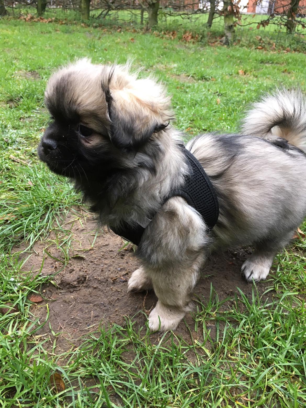 Tibetansk spaniel Dharma - 10 uger. billede 6