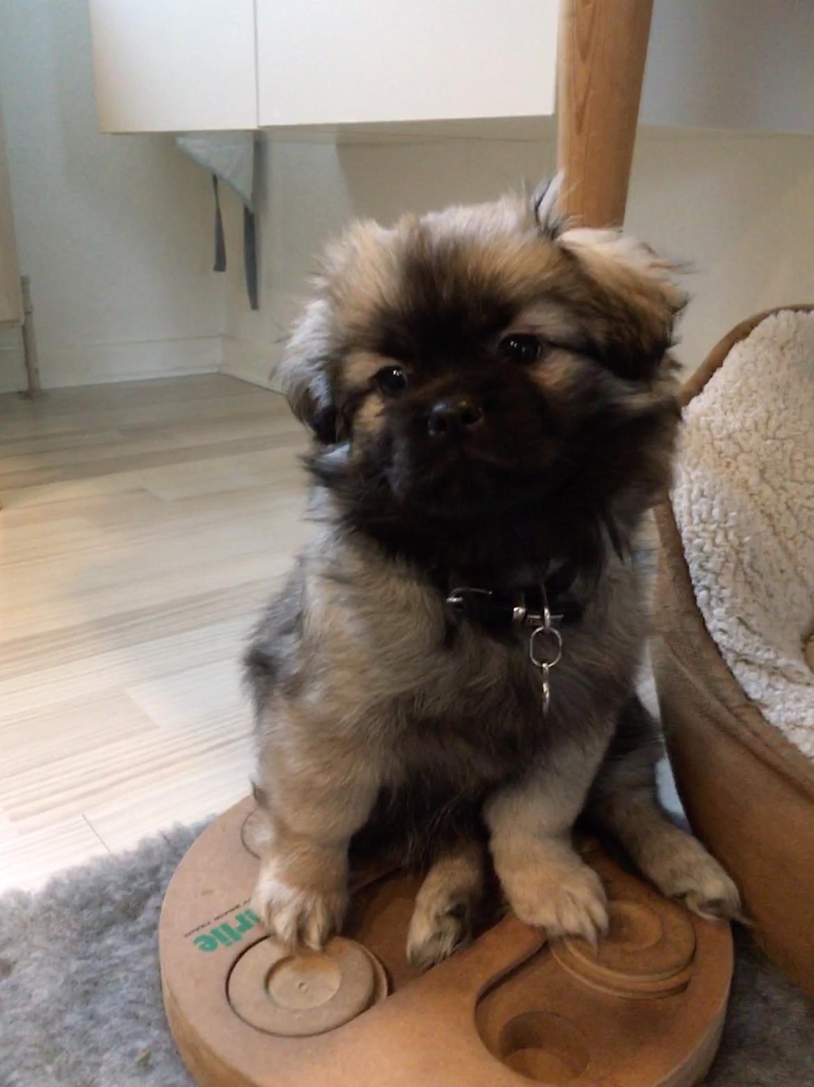 Tibetansk spaniel Dharma billede 13