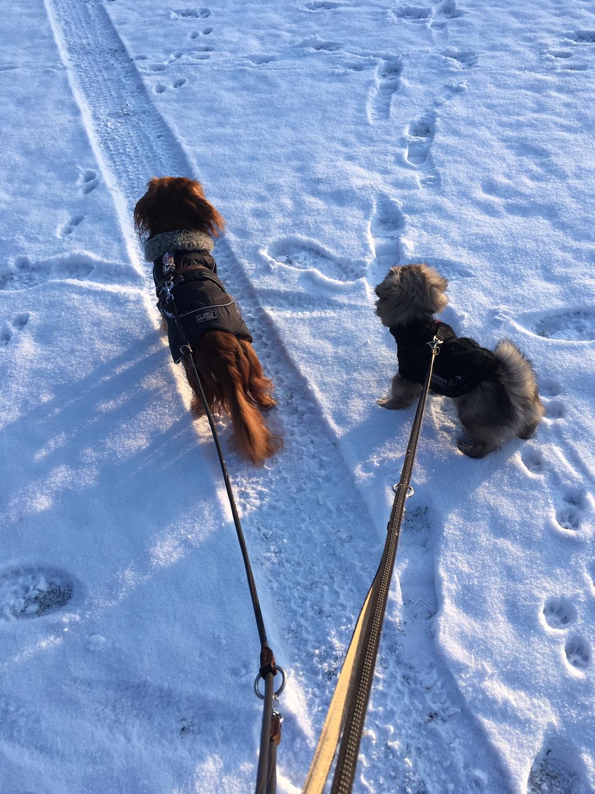 Tibetansk spaniel Dharma - Sammen med "storesøster" Diva. billede 11