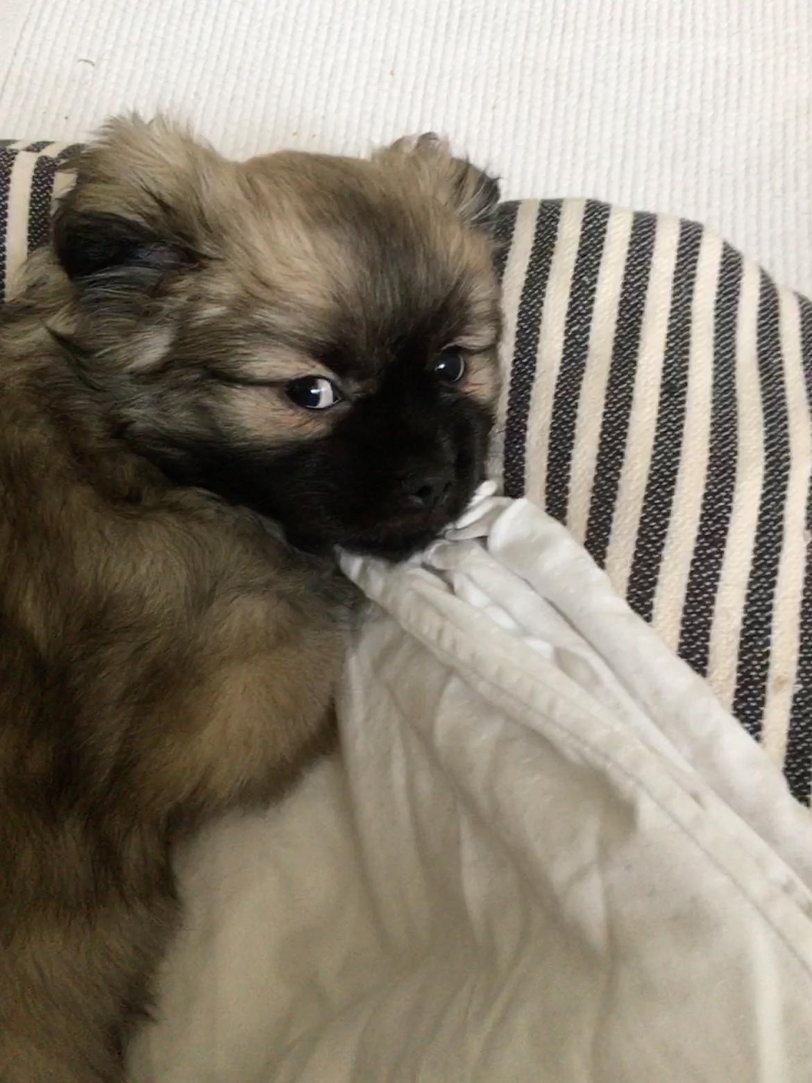 Tibetansk spaniel Dharma - 9 uger. billede 14