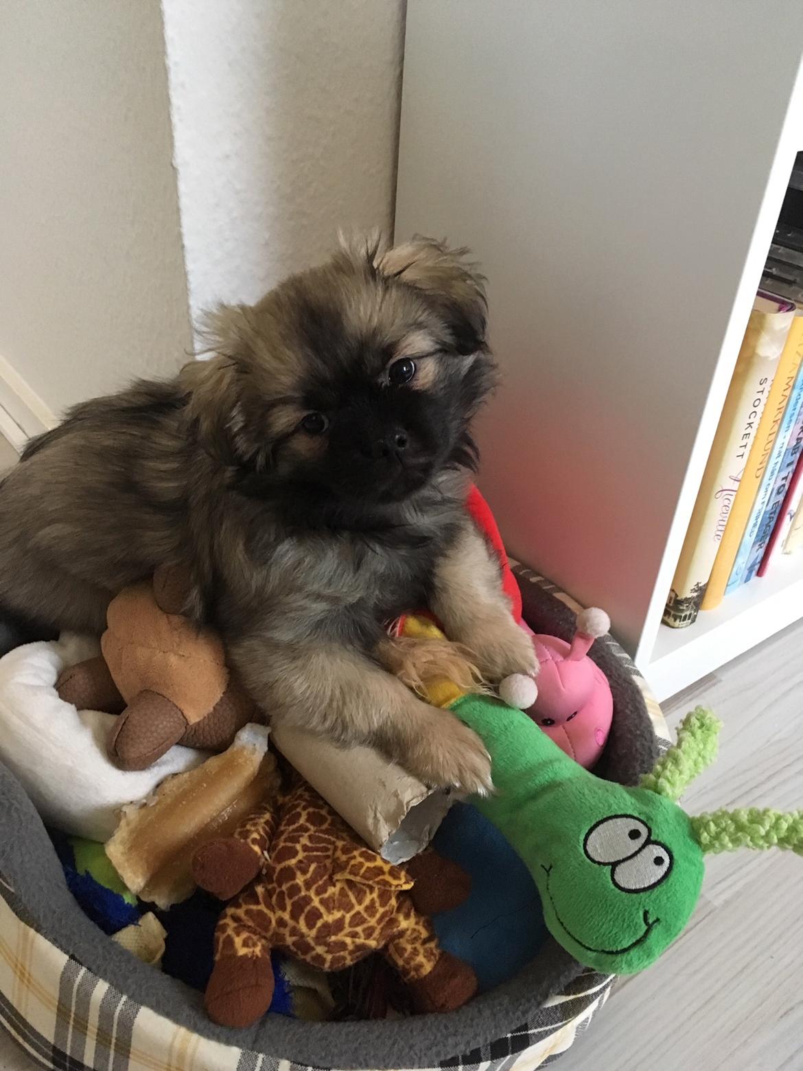 Tibetansk spaniel Dharma billede 10