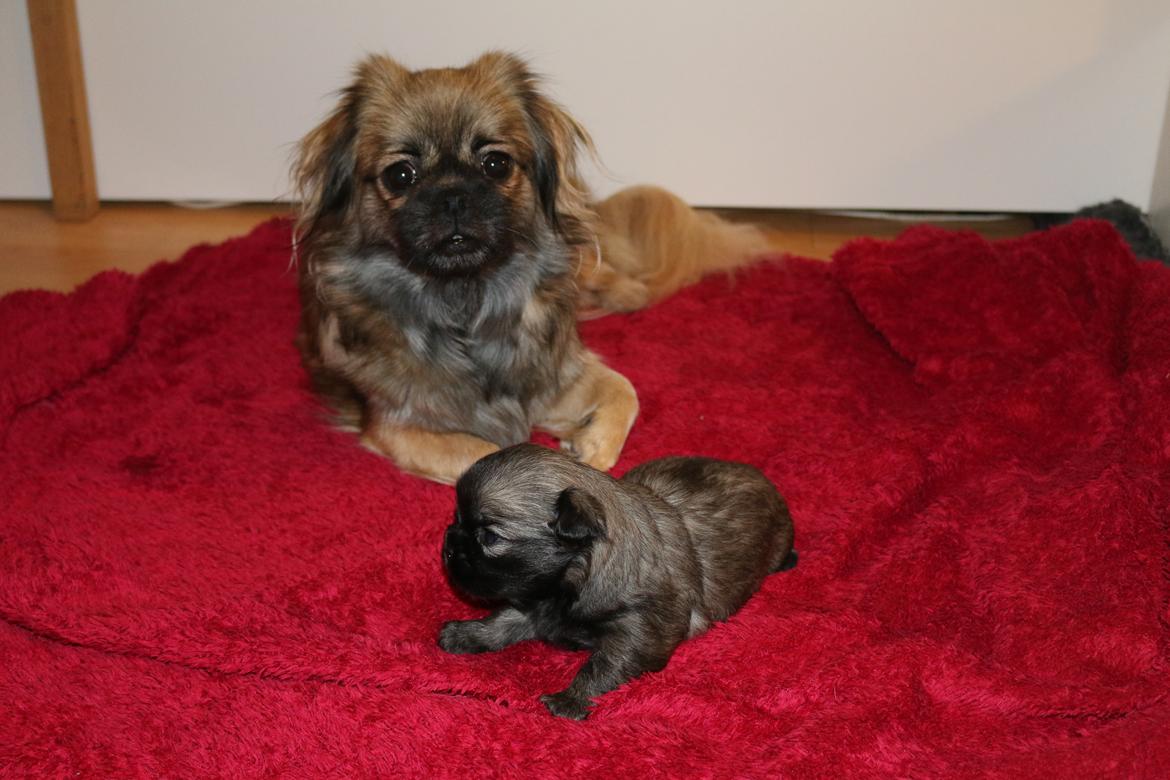 Tibetansk spaniel Dharma - Dharma 3 uger gammel - sammen med sin smukke mor, Prima.  billede 30