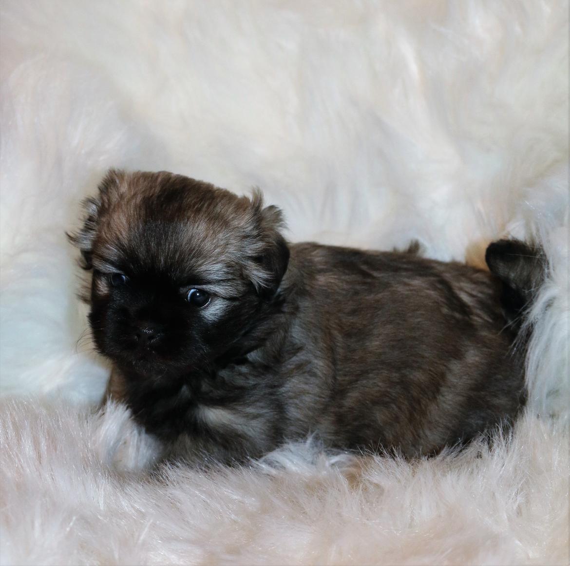 Tibetansk spaniel Dharma - Dharma 5 uger. billede 27