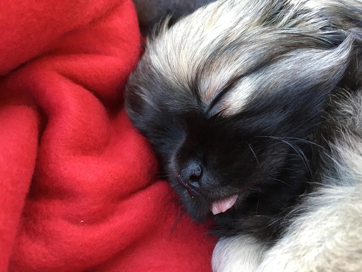 Tibetansk spaniel Dharma - Dharma sov fra hele den lange køretur hjem.  billede 24