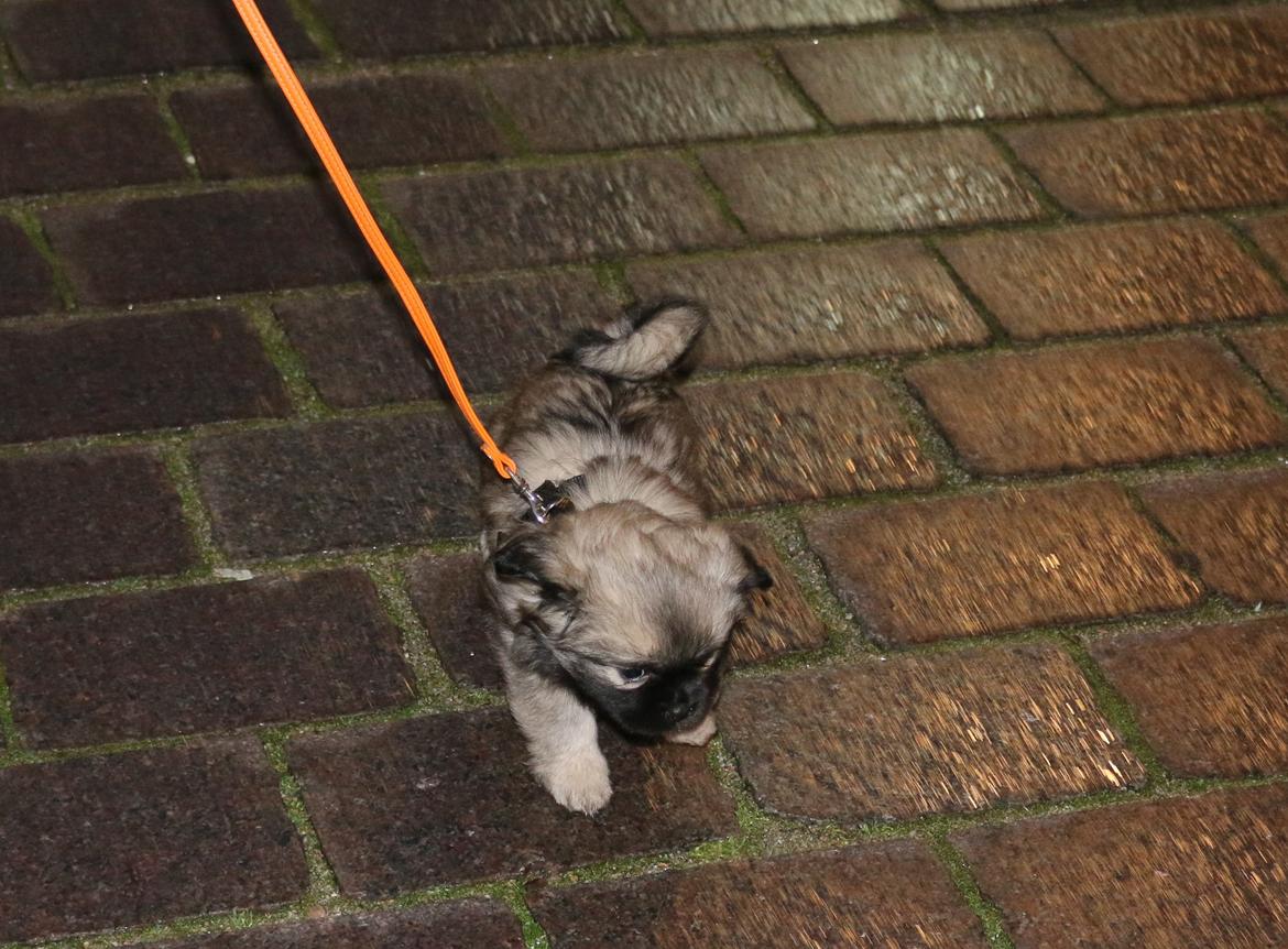 Tibetansk spaniel Dharma - 7,5 uge.  billede 26