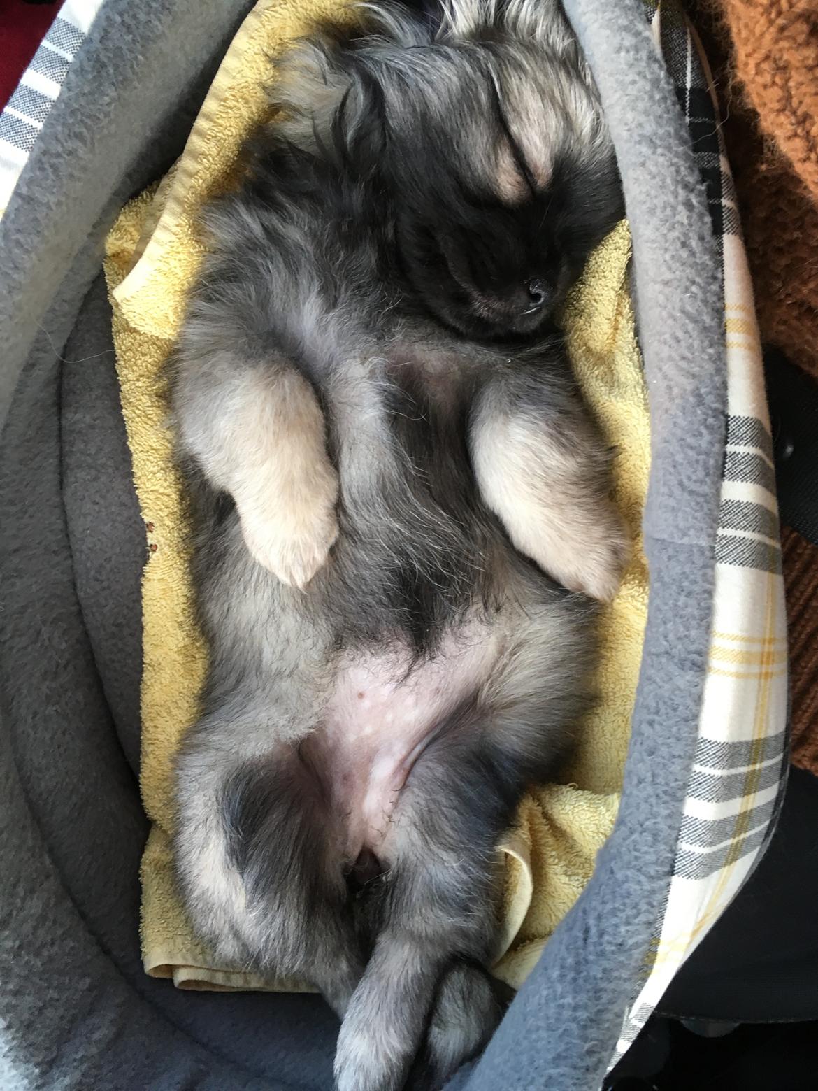 Tibetansk spaniel Dharma - Fra hjemturen. billede 25