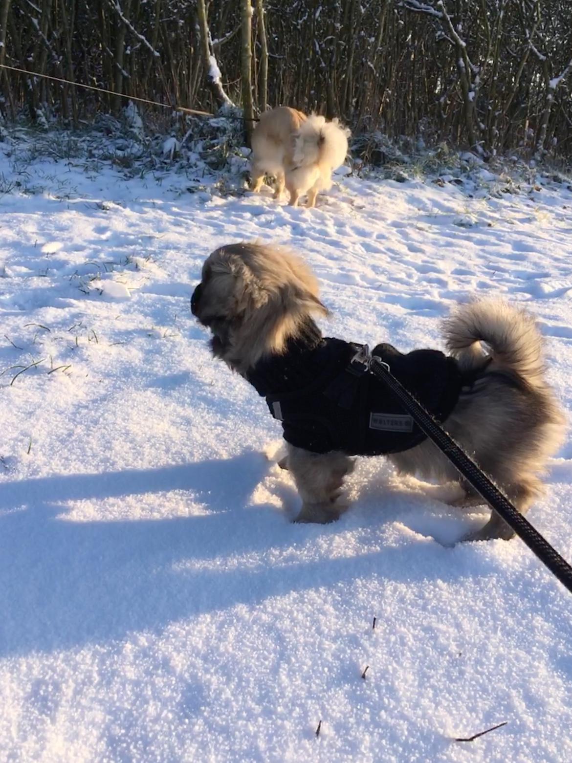 Tibetansk spaniel Dharma billede 12