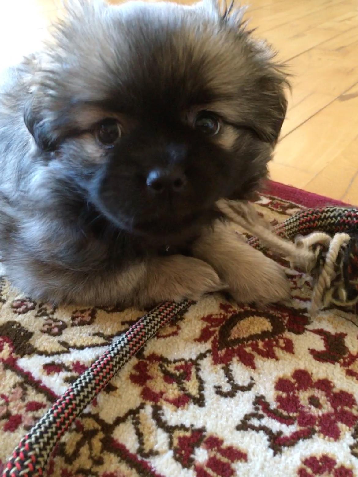 Tibetansk spaniel Dharma billede 15