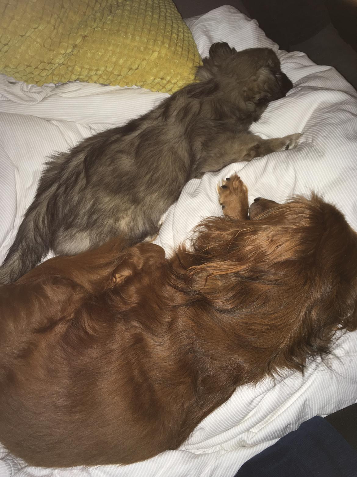 Tibetansk spaniel Dharma billede 18