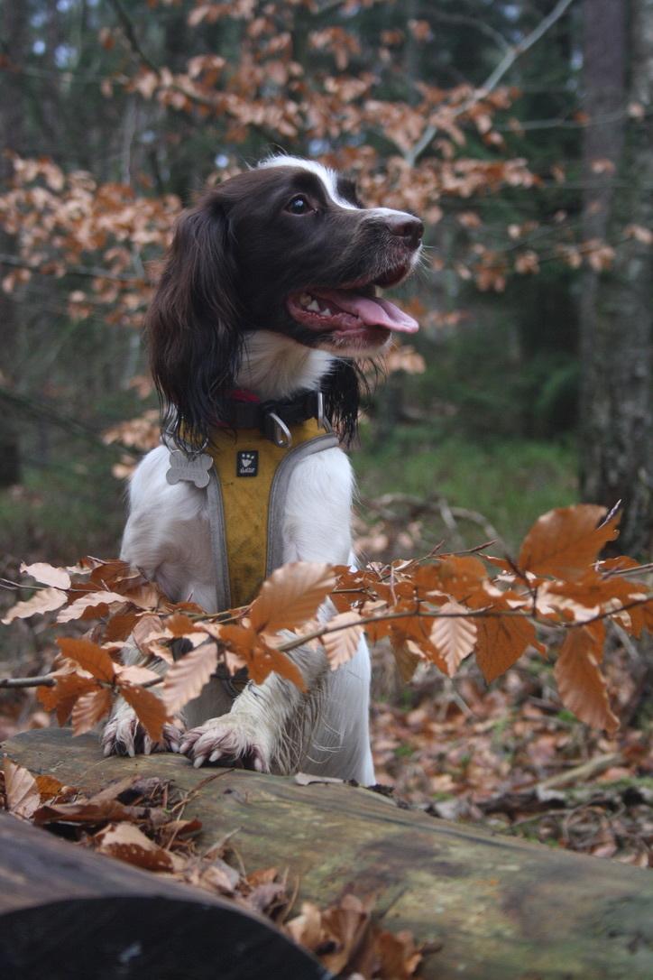 Field Trial Springer Spaniel Wilma billede 1