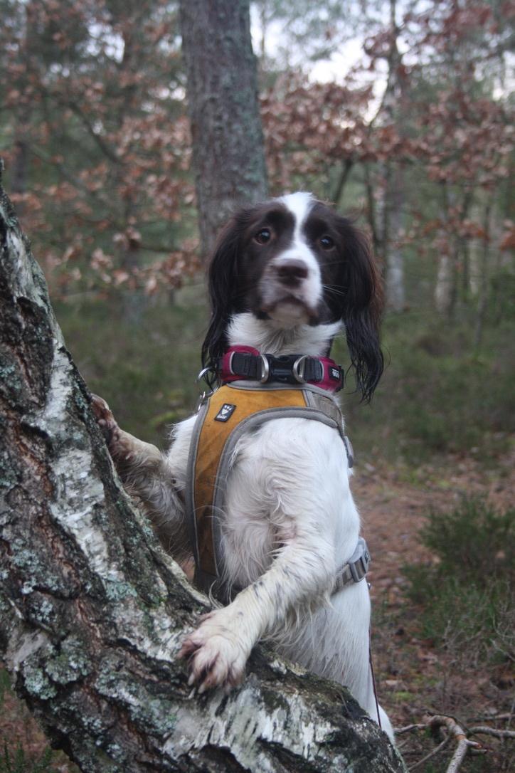 Field Trial Springer Spaniel Wilma billede 19