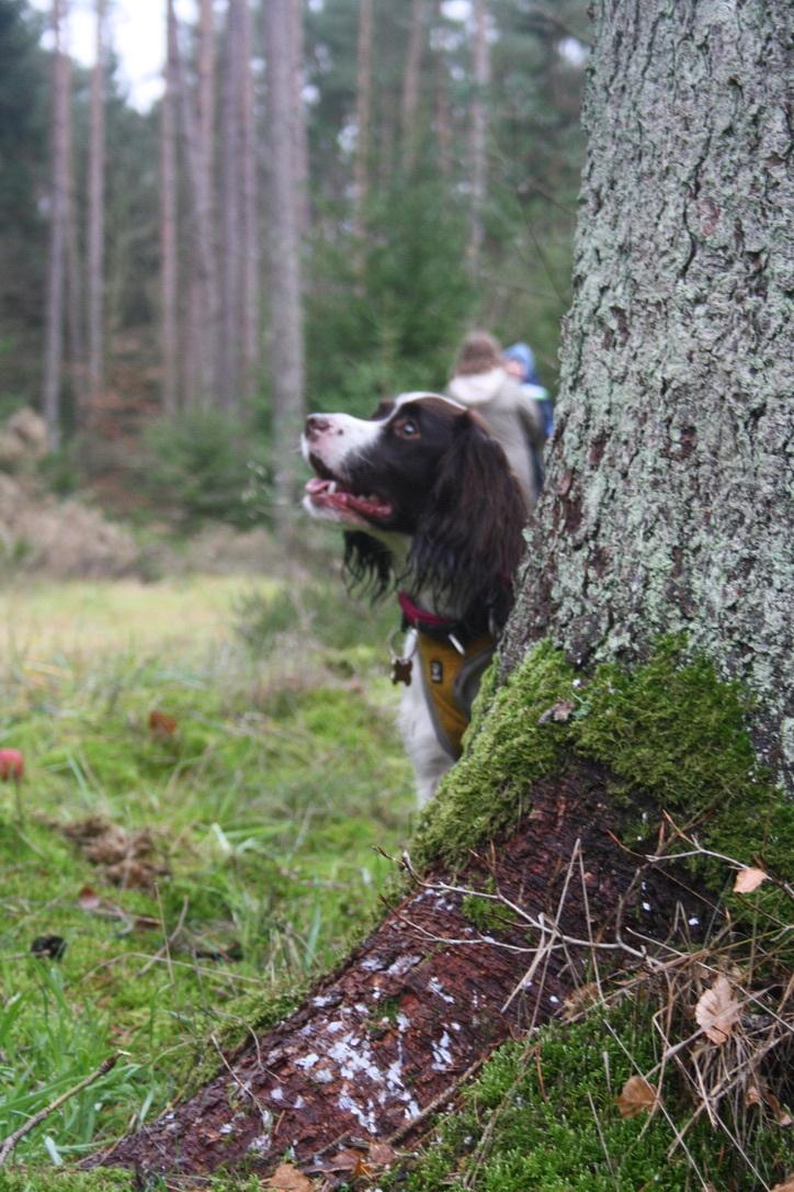 Field Trial Springer Spaniel Wilma billede 20