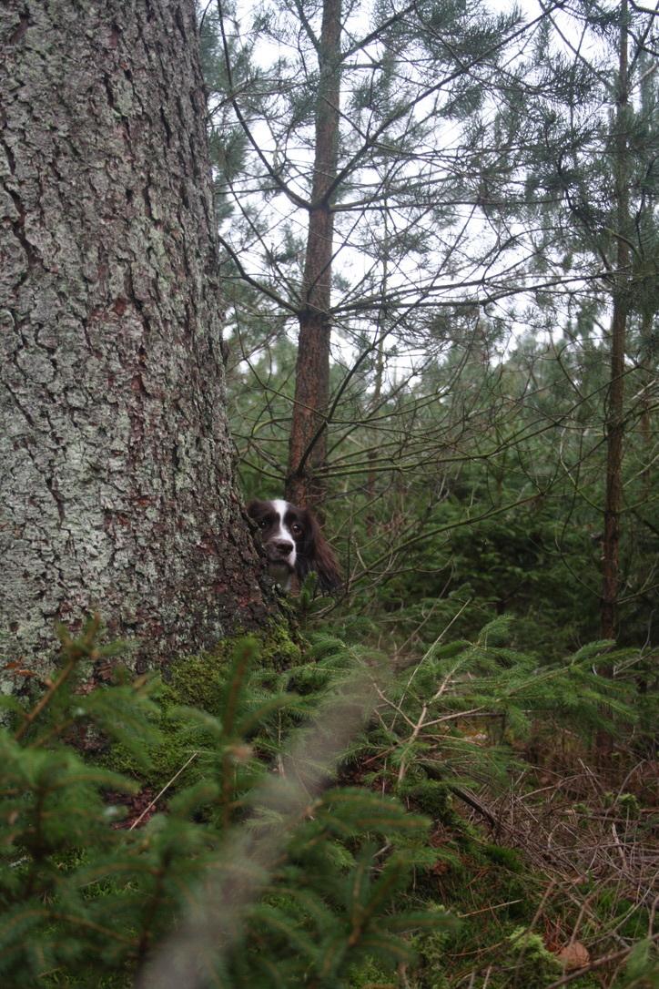 Field Trial Springer Spaniel Wilma billede 21