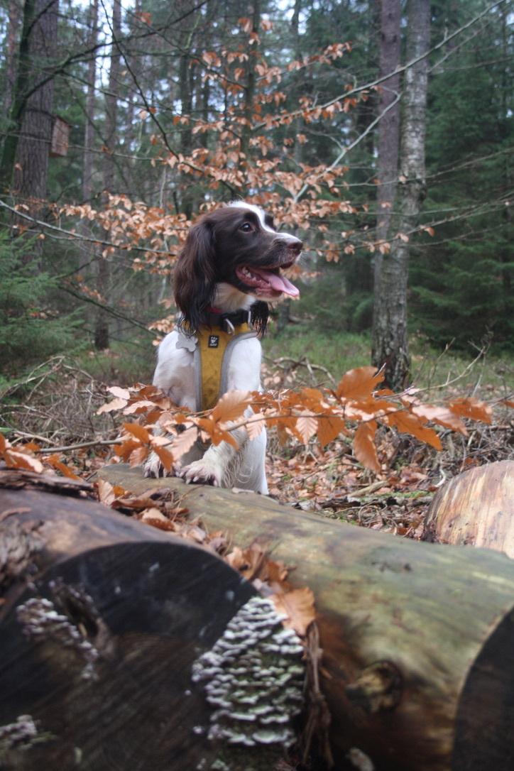 Field Trial Springer Spaniel Wilma billede 18