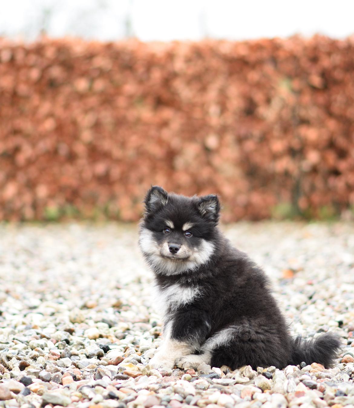Finsk lapphund Lapinkaunis Groot *Floy* - Billede taget af Louise billede 27