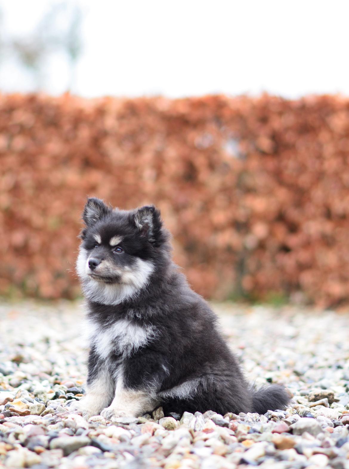 Finsk lapphund Lapinkaunis Groot *Floy* - Billede taget af Louise billede 28