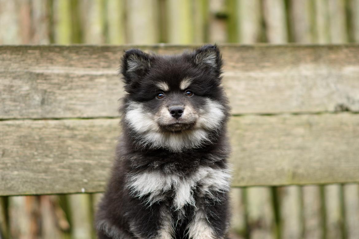 Finsk lapphund Lapinkaunis Groot *Floy* - Billede taget af Louise billede 30