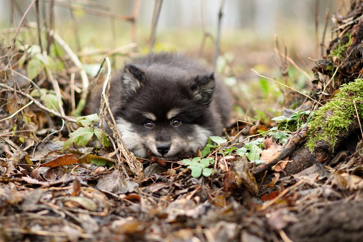 Finsk lapphund Lapinkaunis Groot *Floy* - Billede taget af Louise billede 31