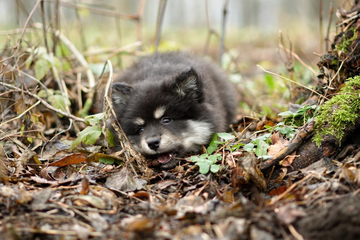 Finsk lapphund Lapinkaunis Groot *Floy* - Billede taget af Louise billede 32
