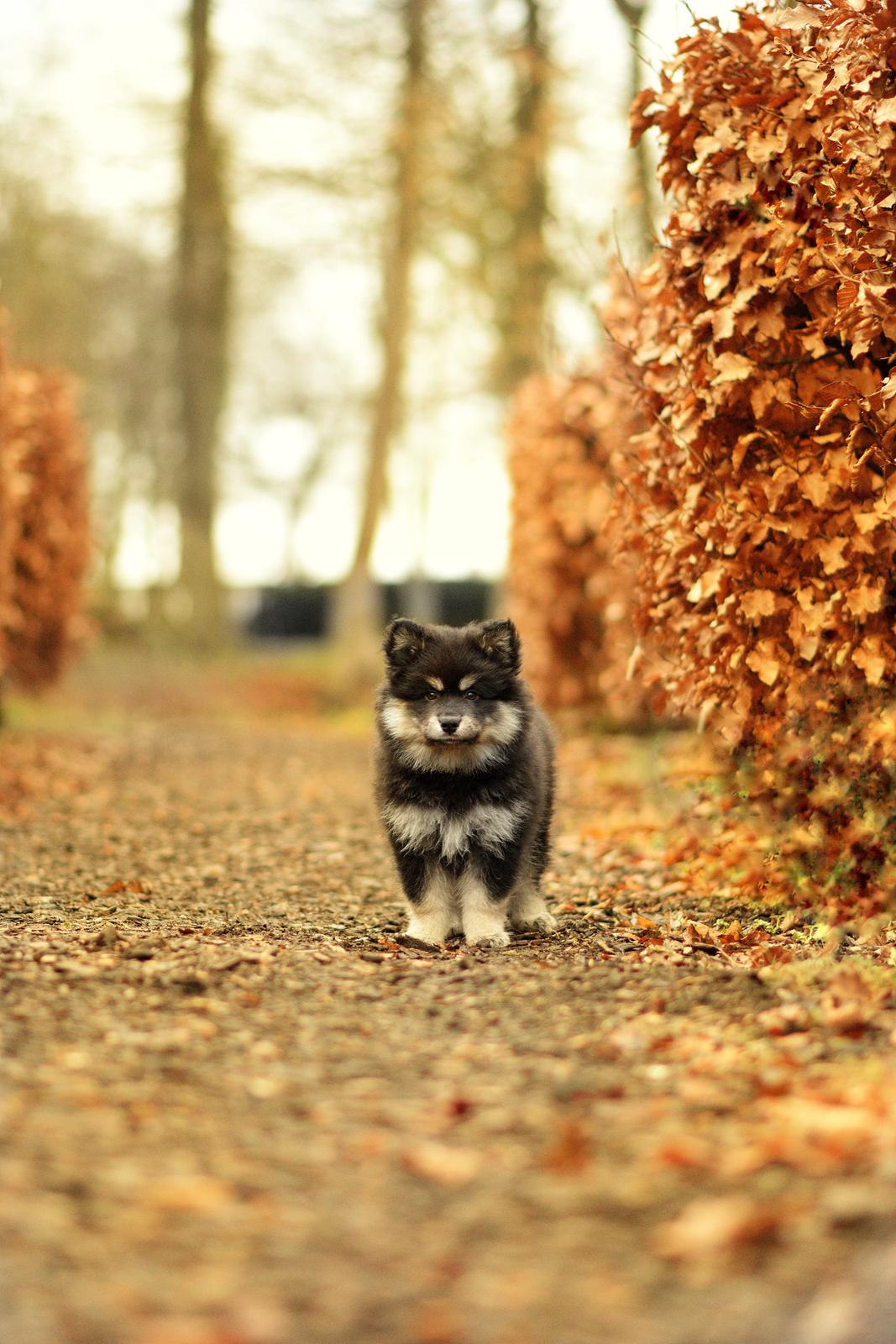 Finsk lapphund Lapinkaunis Groot *Floy* - Billede taget af Louise billede 33
