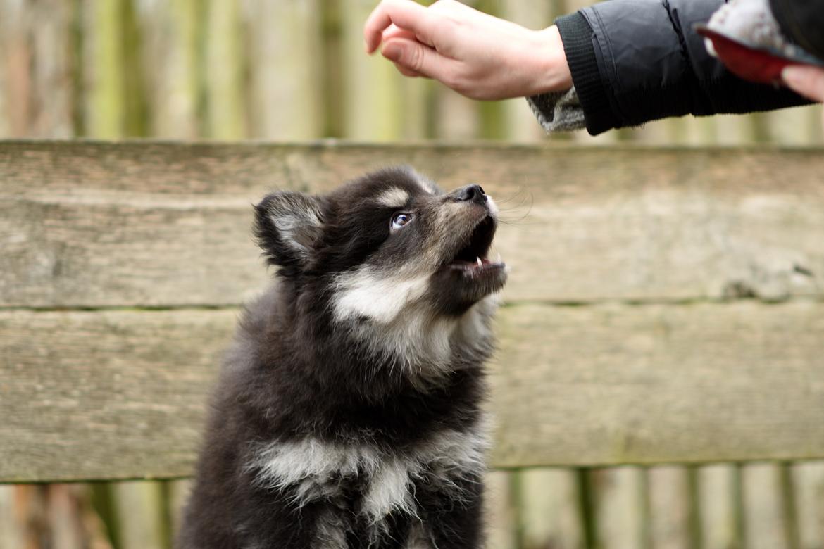 Finsk lapphund Lapinkaunis Groot *Floy* - Billede taget af Louise billede 29