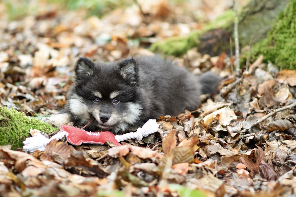 Finsk lapphund Lapinkaunis Groot *Floy* - Billede taget af Louise billede 35