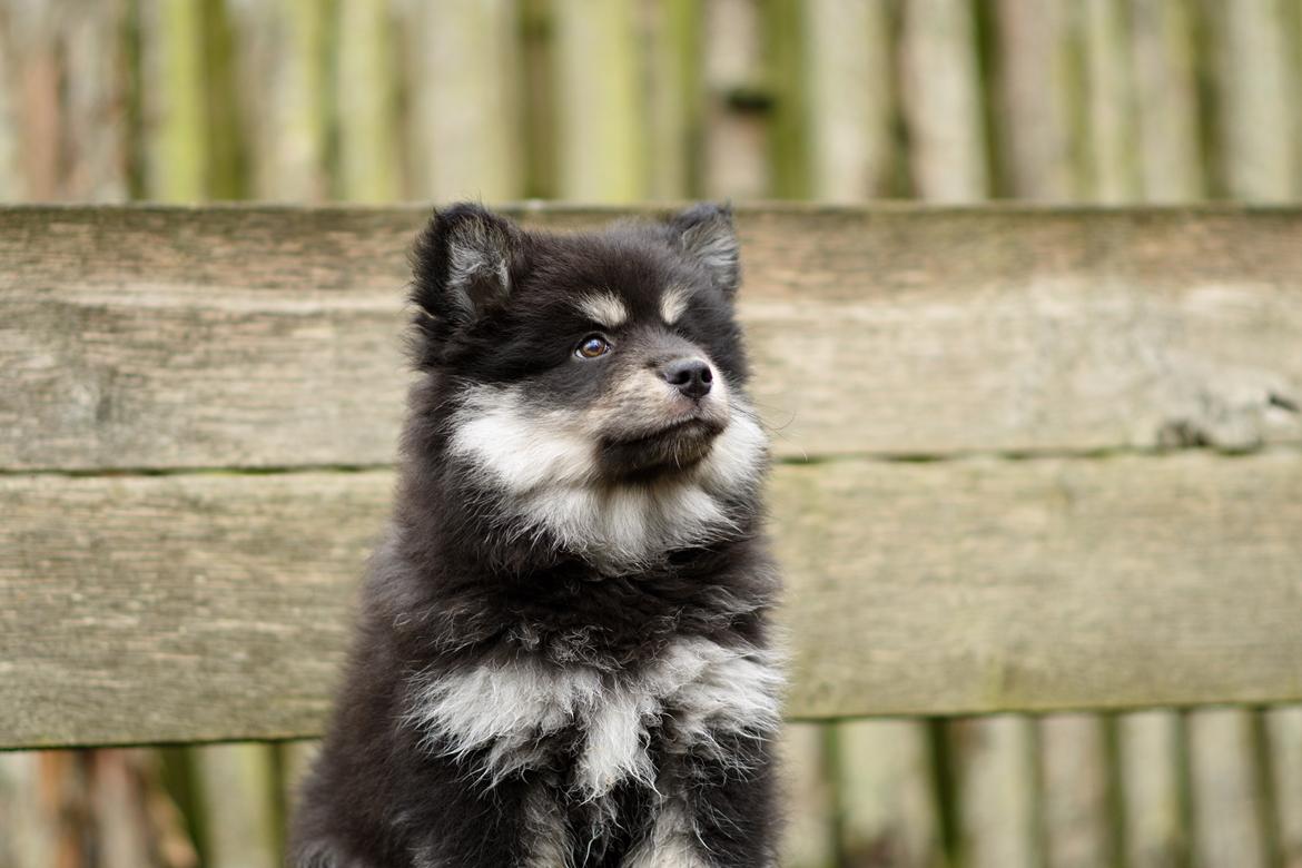 Finsk lapphund Lapinkaunis Groot *Floy* - Billede taget af Louise billede 34