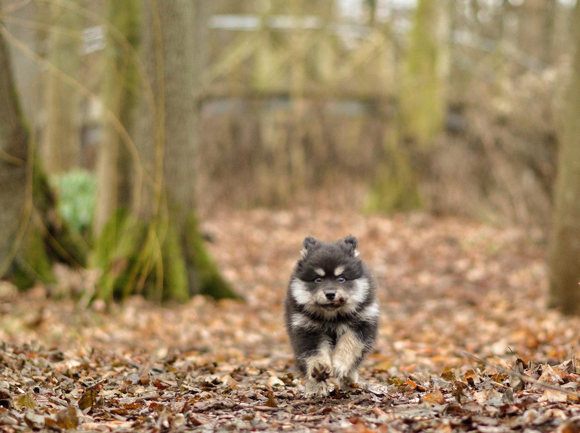 Finsk lapphund Lapinkaunis Groot *Floy* - Billede taget af Louise billede 37