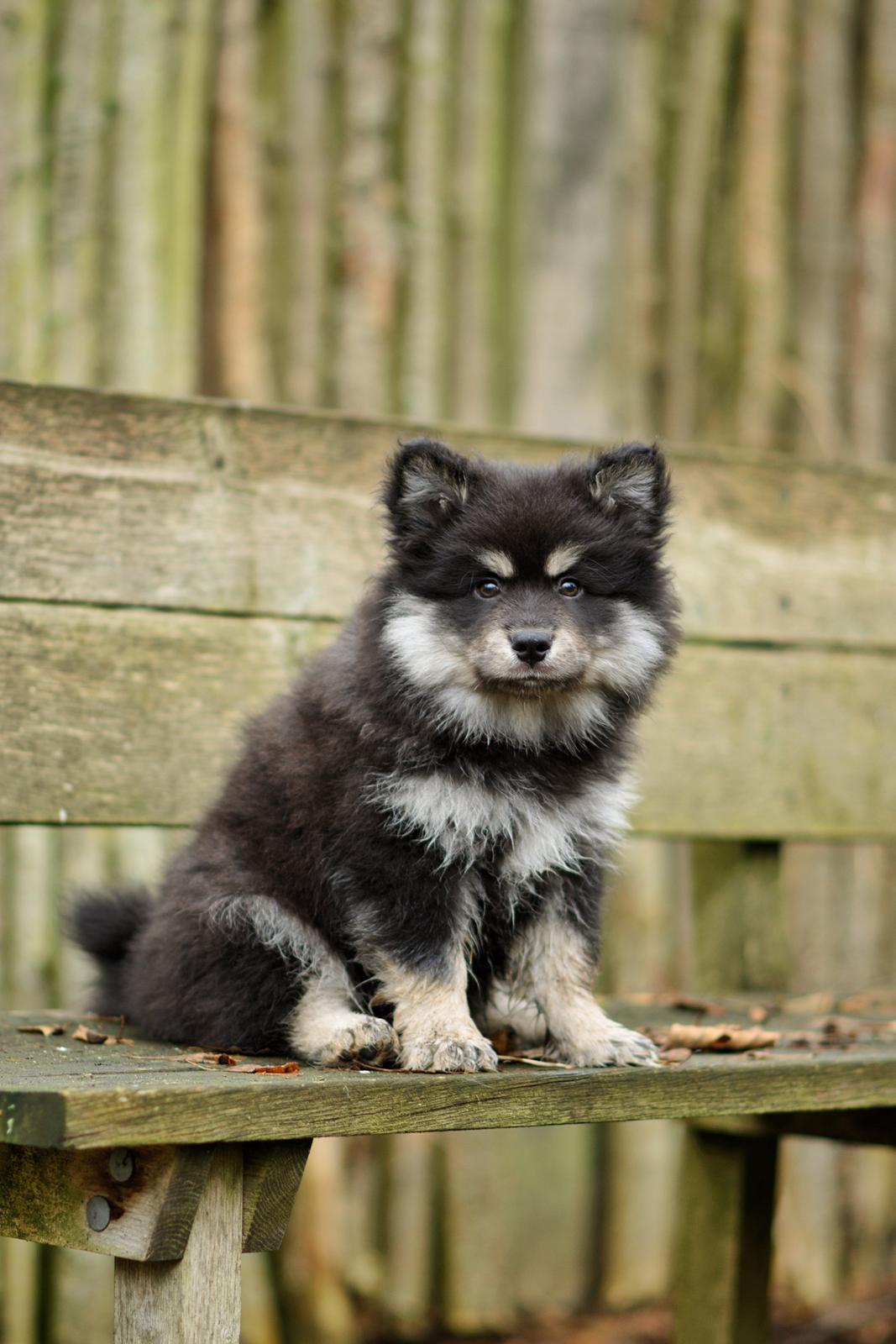Finsk lapphund Lapinkaunis Groot *Floy* - Billede taget af Louise billede 38
